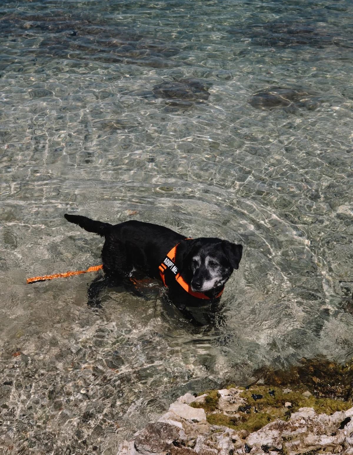 John, male Mixed Breed for adoption at Zaklada Bestie — Animalis Centrum, Kaštel Sućurac