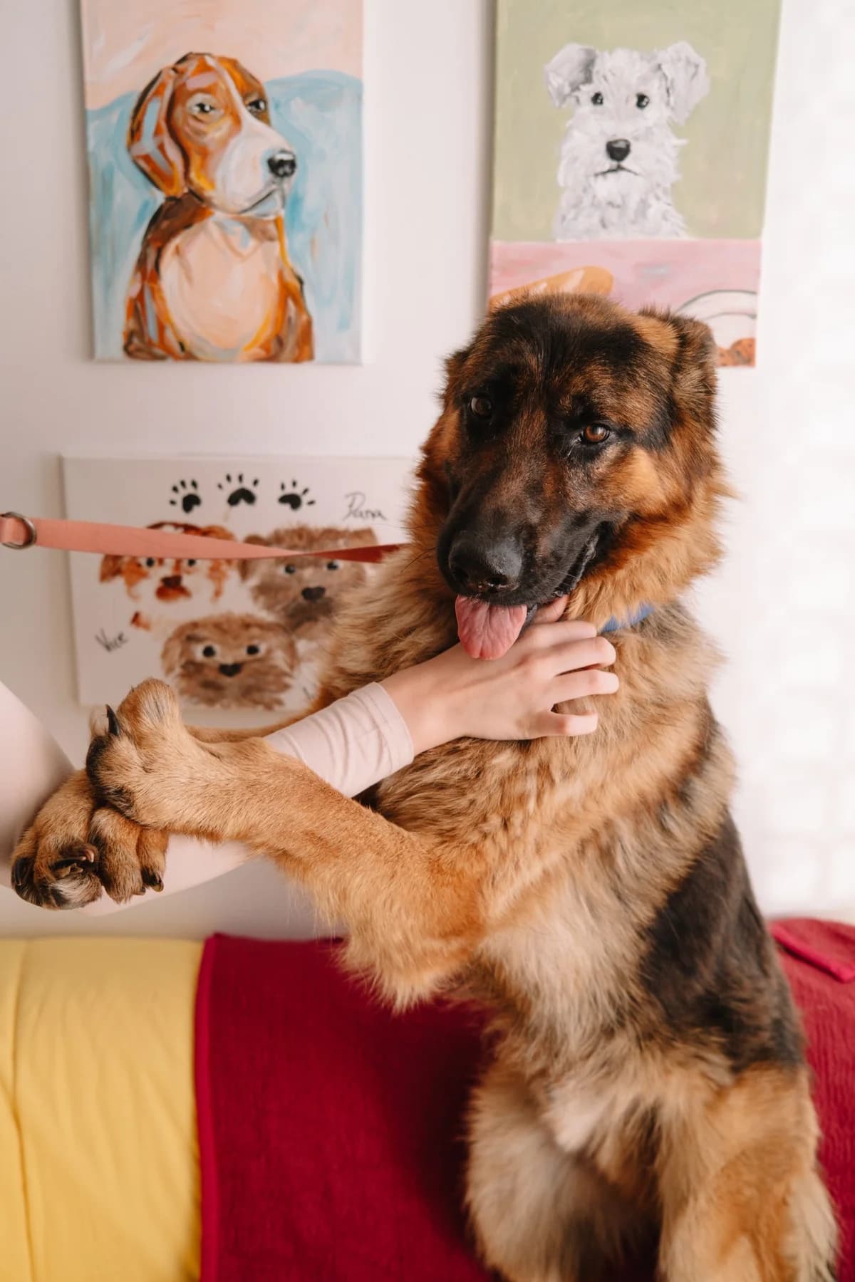Ringo, male Mixed Breed for adoption at Zaklada Bestie — Animalis Centrum, Kaštel Sućurac