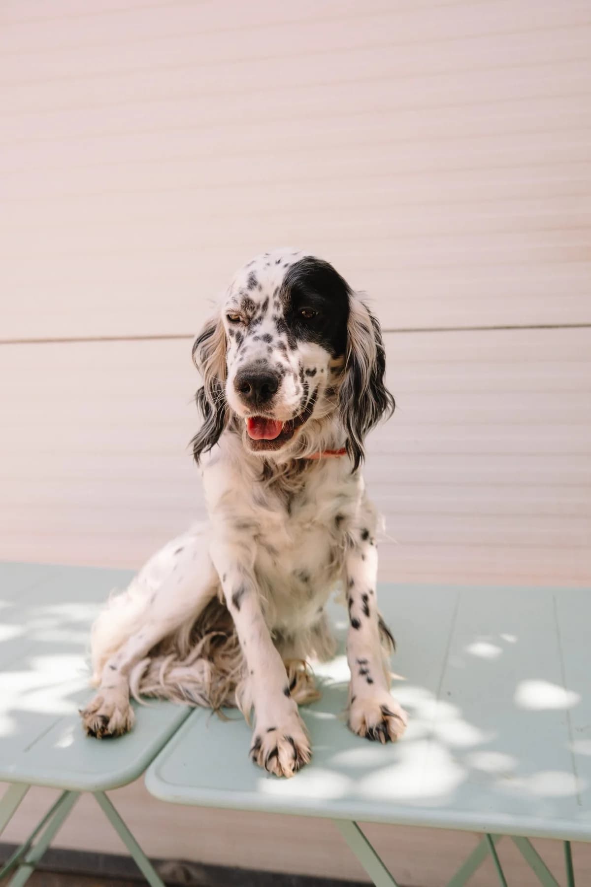 Stoša, male Mixed Breed for adoption at Zaklada Bestie — Animalis Centrum, Kaštel Sućurac
