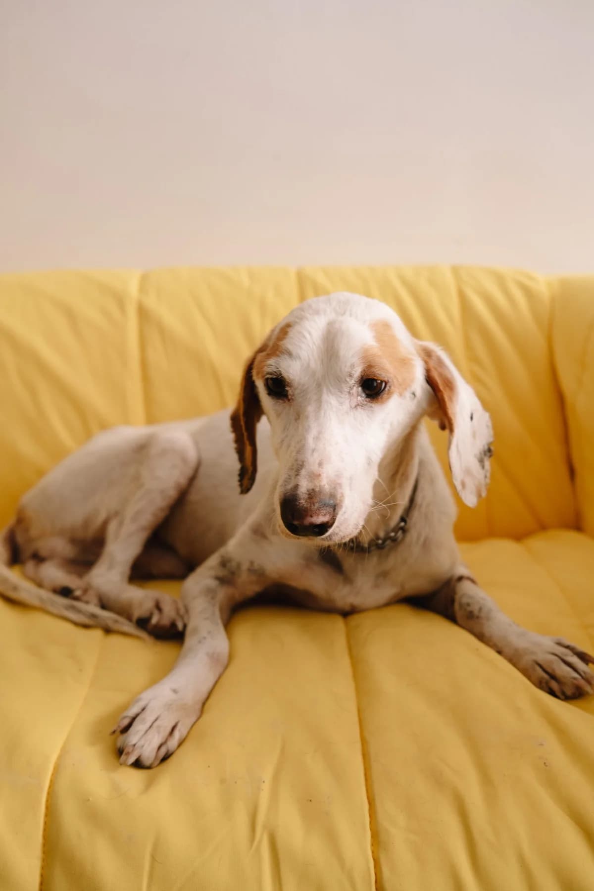 Toto, male Mixed Breed for adoption at Zaklada Bestie — Animalis Centrum, Kaštel Sućurac