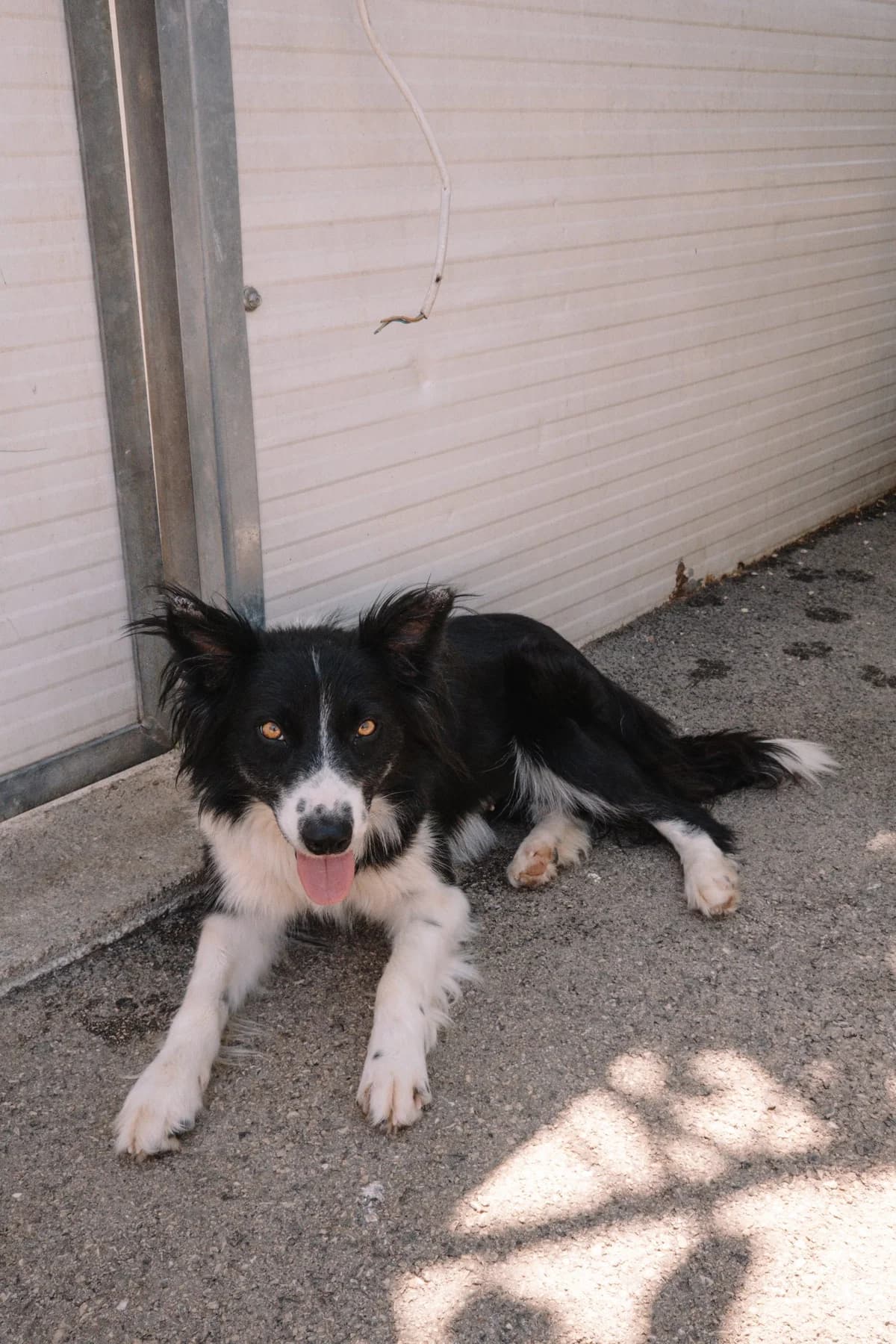Vanessa, male Mixed Breed for adoption at Zaklada Bestie — Animalis Centrum, Kaštel Sućurac