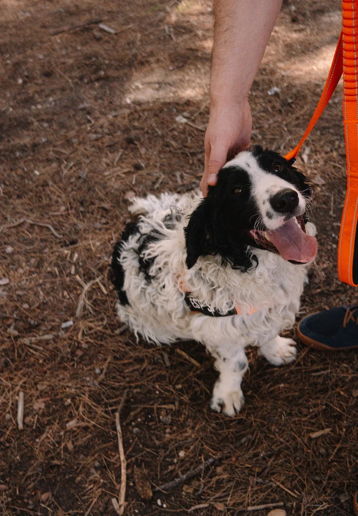 Ziggy, male Mixed Breed for adoption at Zaklada Bestie — Animalis Centrum, Kaštel Sućurac