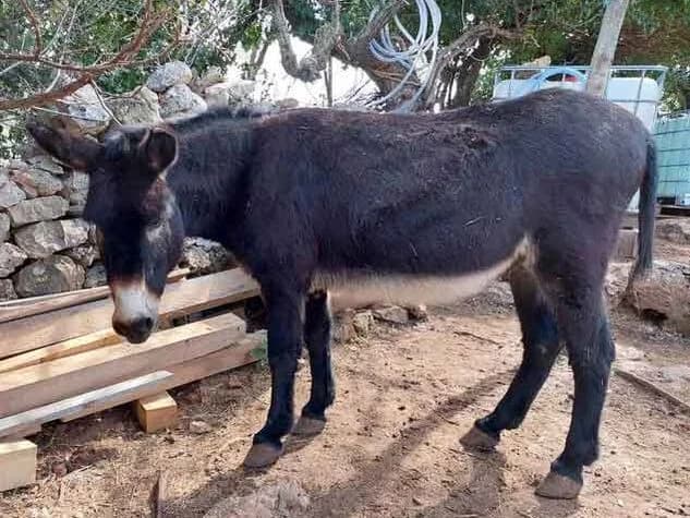 Vanda,  Mixed Breed for adoption at Brač Animal Sanctuary, Nerežišća (Brač)