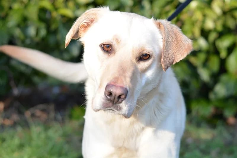 Aska, female 7yo Labrador Retriever for adoption at Dumovec, Zagreb