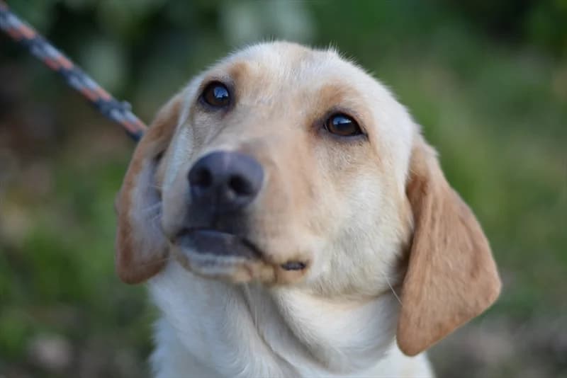 Luny, female 5yo Labrador Retriever for adoption at Dumovec, Zagreb
