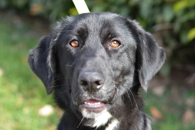 Jumbo, Labrador Retriever (Dumovec)