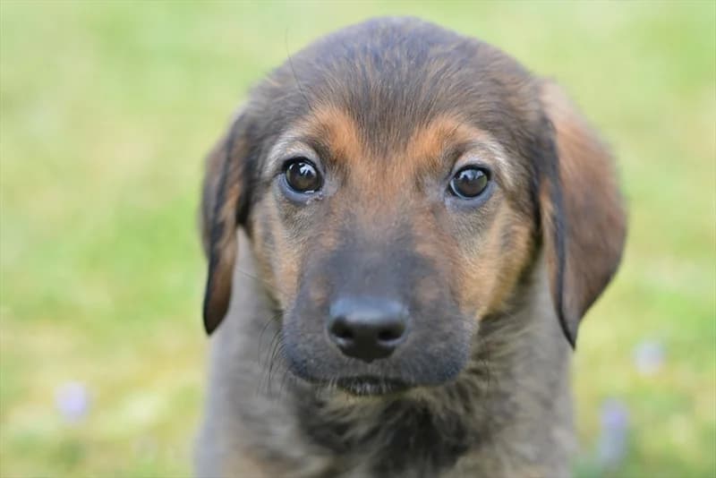 Dobby,  (Dumovec)