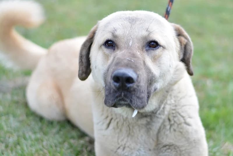 Aga, male mixed breed for adoption at Dumovec, Zagreb