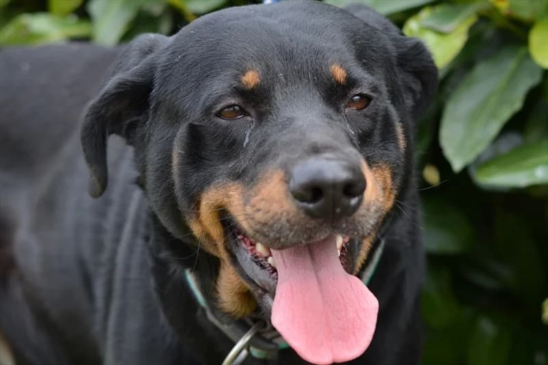 Martin, male senior Rottweiler for adoption at Dumovec, Zagreb