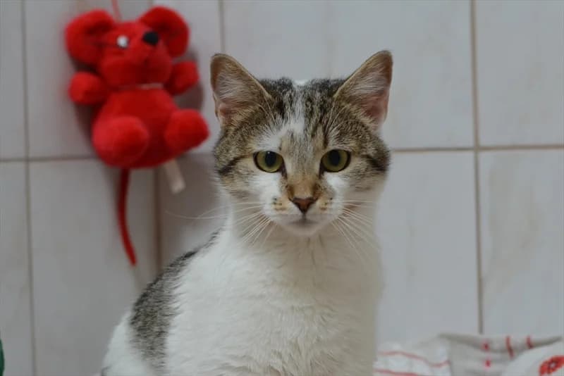 Lala, Mixed Breed (Dumovec)