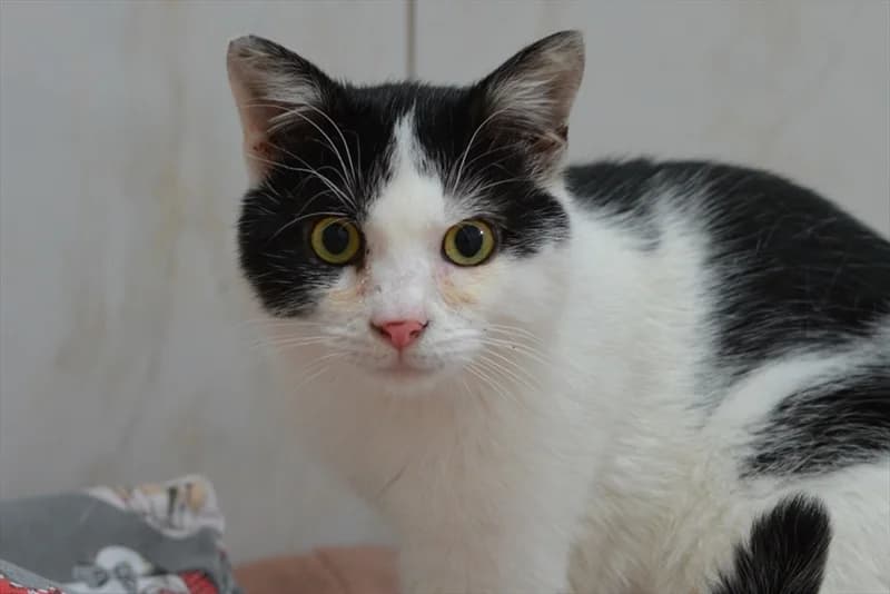 Mitto, Mixed Breed (Dumovec)