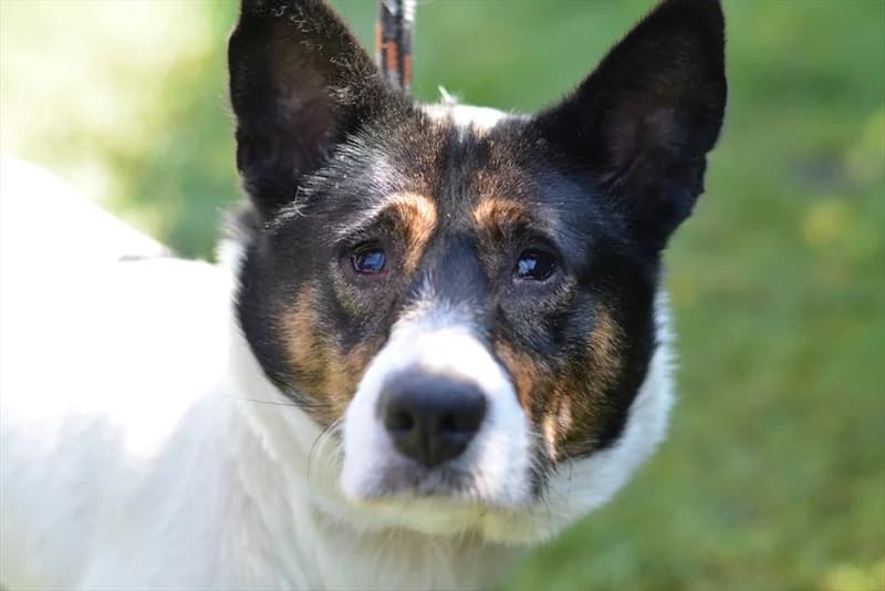 Ami, female 7yo mixed breed for adoption at Dumovec, Zagreb