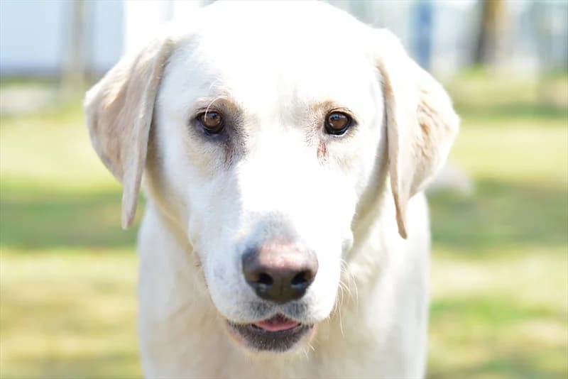 Zoom, Labrador Retriever (Dumovec)