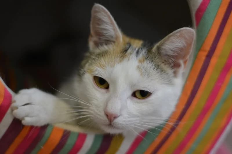 Cola, Mixed Breed (Dumovec)