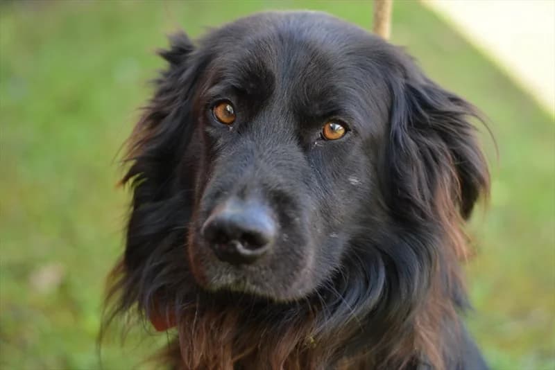 Argus, male senior mixed breed for adoption at Dumovec, Zagreb