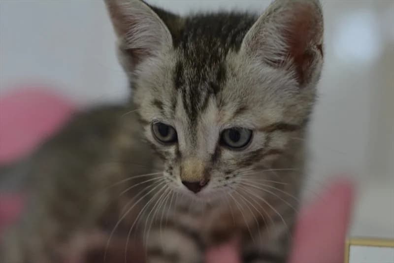 Nina, Mixed Breed (Dumovec)