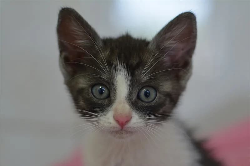 Vila, Mixed Breed (Dumovec)