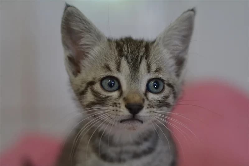 Zara, Mixed Breed (Dumovec)
