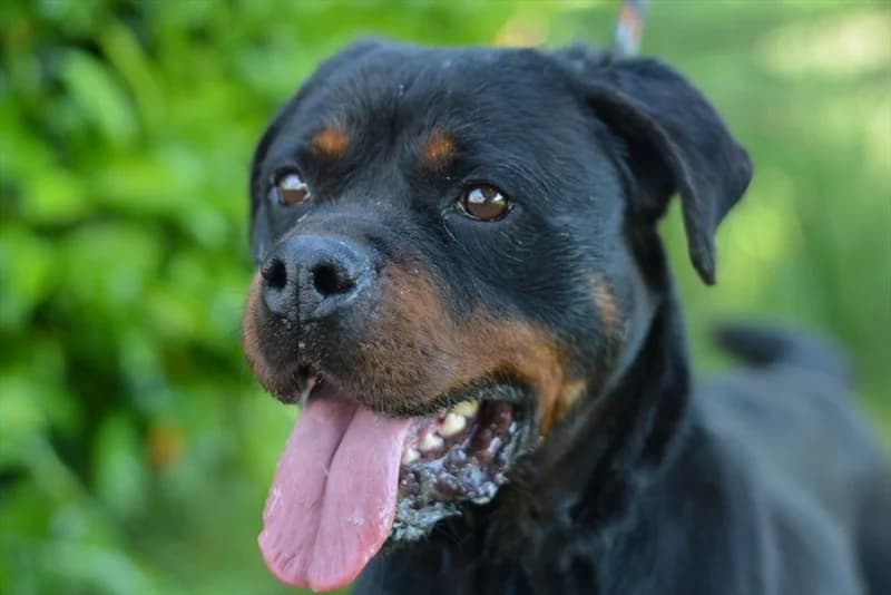 Bela, female senior Rottweiler for adoption at Dumovec, Zagreb