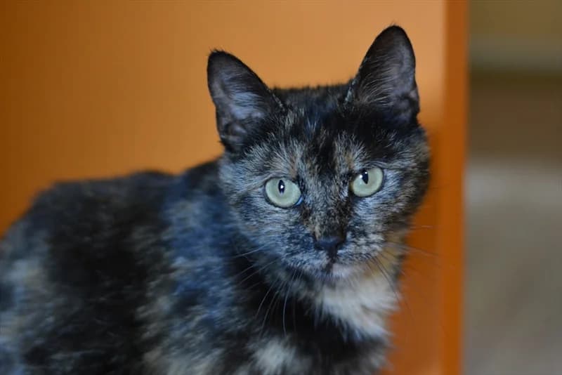 Uwe, Mixed Breed (Dumovec)