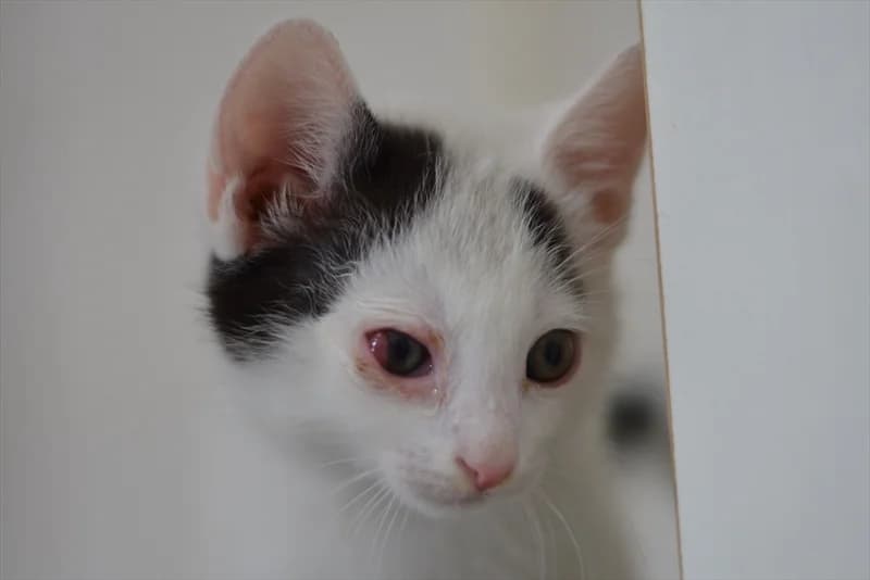 Kuki, Mixed Breed (Dumovec)