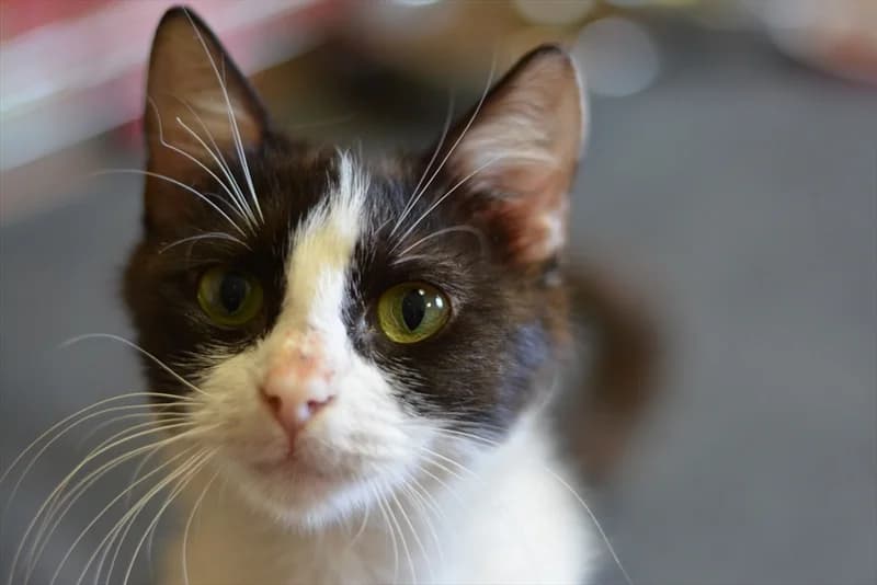 Tajči, Mixed Breed (Dumovec)