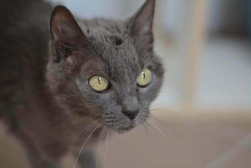 Saša, Mixed Breed (Dumovec)