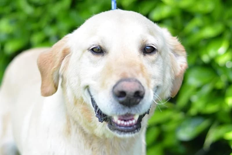 Floki, Labrador Retriever (Dumovec)