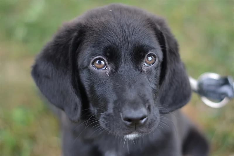 Gaj, Labrador Retriever (Dumovec)