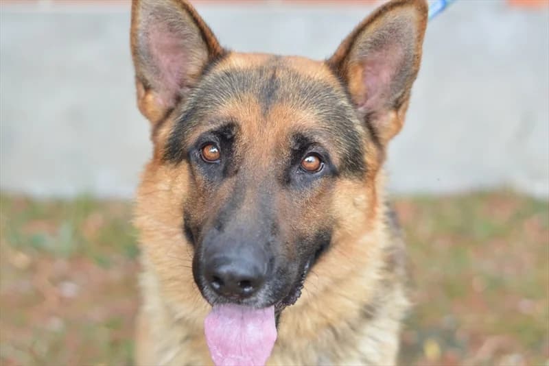 Scooby,  (Dumovec)
