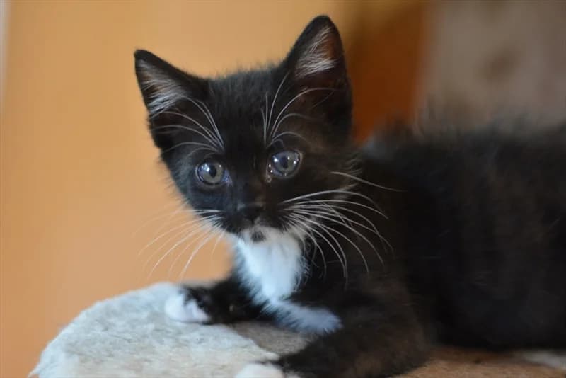 Mao, Mixed Breed (Dumovec)