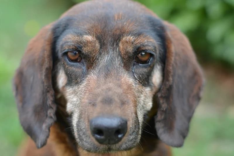 Anka, female senior mixed breed for adoption at Dumovec, Zagreb