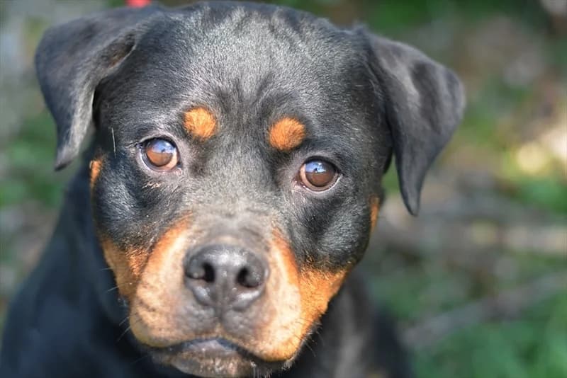 Rajka, female senior Rottweiler for adoption at Dumovec, Zagreb
