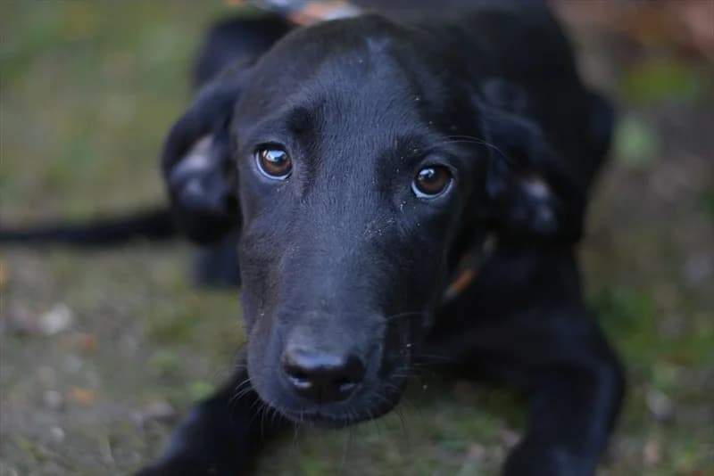 Šogi, Labrador Retriever (Dumovec)