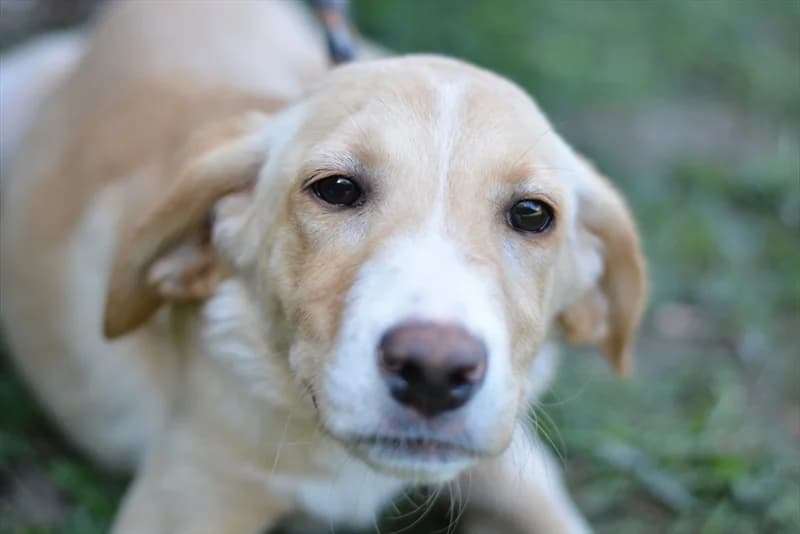 Snow, Labrador Retriever (Dumovec)