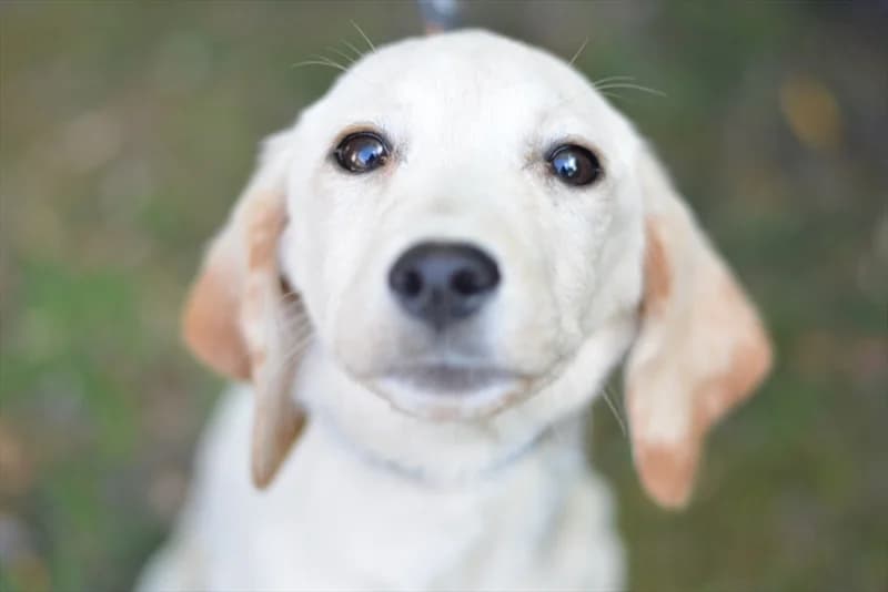 Sara, Labrador Retriever (Dumovec)