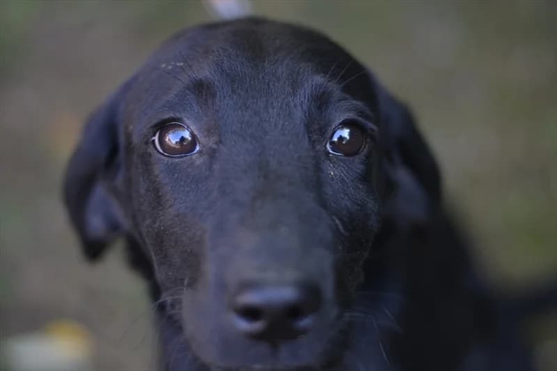 June, Labrador Retriever (Dumovec)