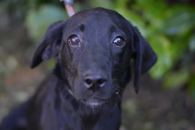 Šagi, Labrador Retriever (Dumovec)