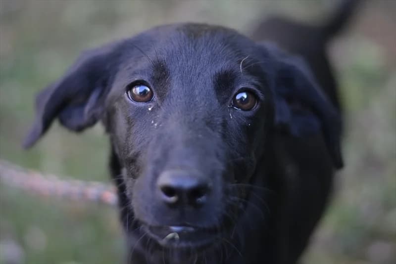 Bonita, female 5yo Labrador Retriever for adoption at Dumovec, Zagreb