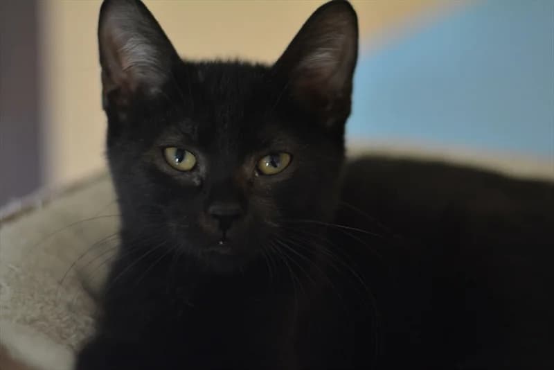 Fikse, Mixed Breed (Dumovec)