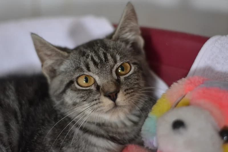 Mici, Mixed Breed (Dumovec)