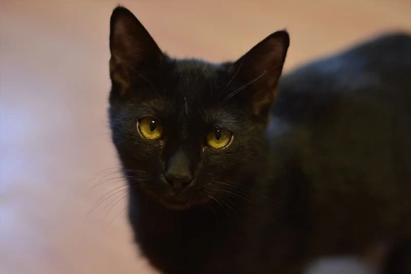 Mrki, Mixed Breed (Dumovec)