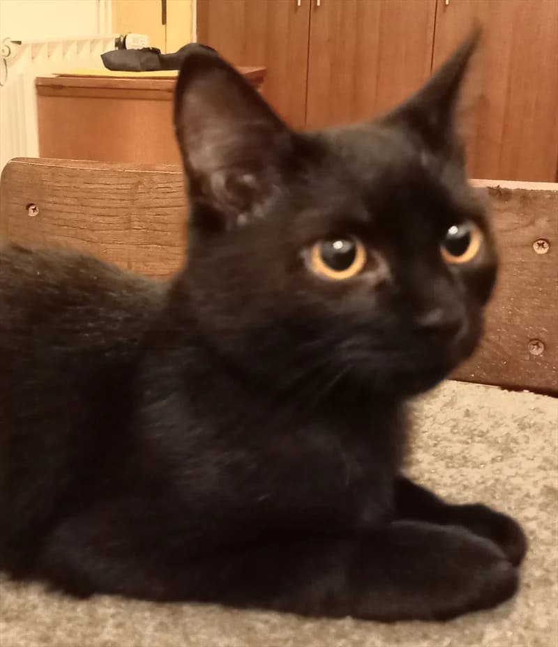 Iskra, Mixed Breed (Dumovec)
