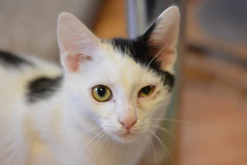Ljubo, Mixed Breed (Dumovec)