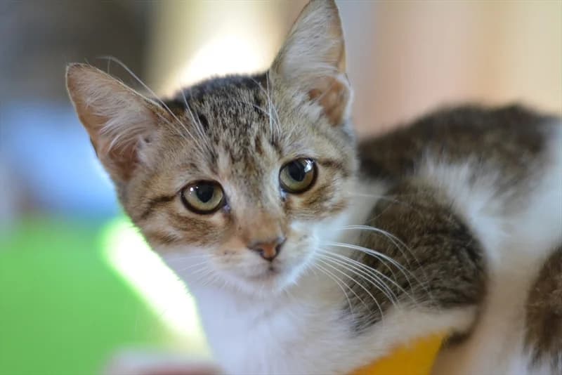 Snorgi, Mixed Breed (Dumovec)