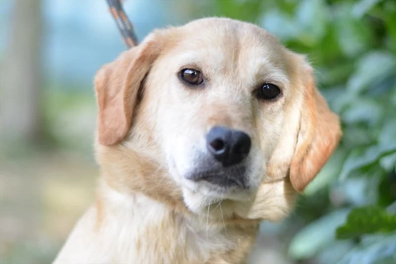 Tori, Labrador Retriever (Dumovec)