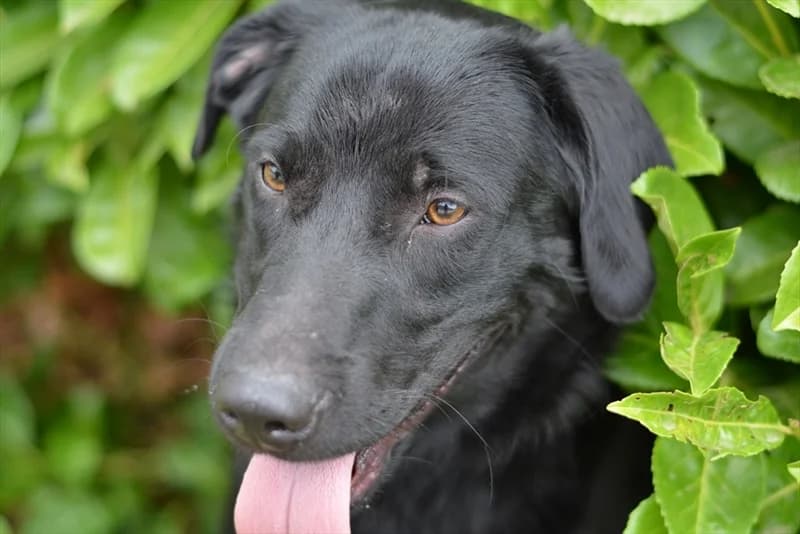 Dompa, Labrador Retriever (Dumovec)