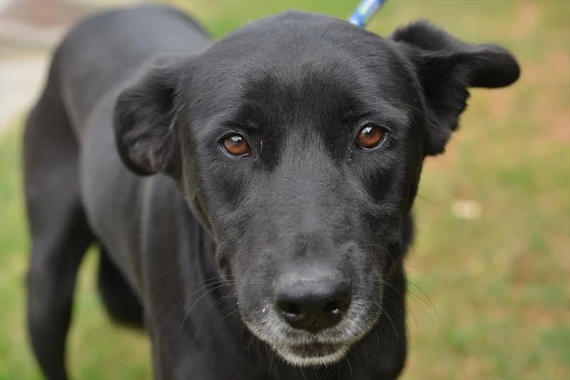 Kika, Labrador Retriever (Dumovec)