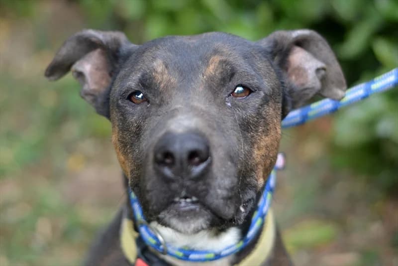 Alfa, female senior mixed breed for adoption at Dumovec, Zagreb