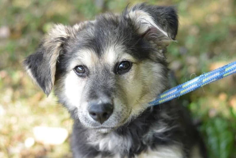 Aja, female mixed breed for adoption at Dumovec, Zagreb